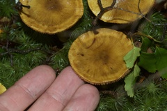 Cortinarius canarius