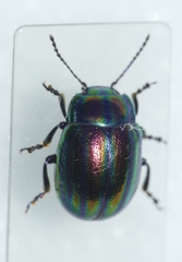Chrysolina cerealis