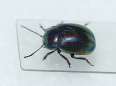 Chrysolina cerealis