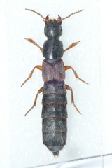 Ocypus fulvipennis