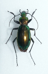 Carabus splendens