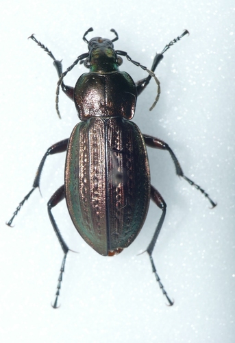 Carabus arvensis