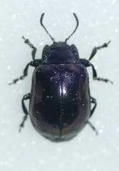 Chrysomela cuprea