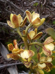 Prosthechea