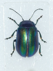Oreina speciosa