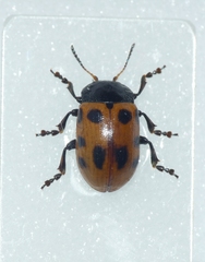 Gonioctena linnaeana