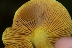 Cortinarius canarius