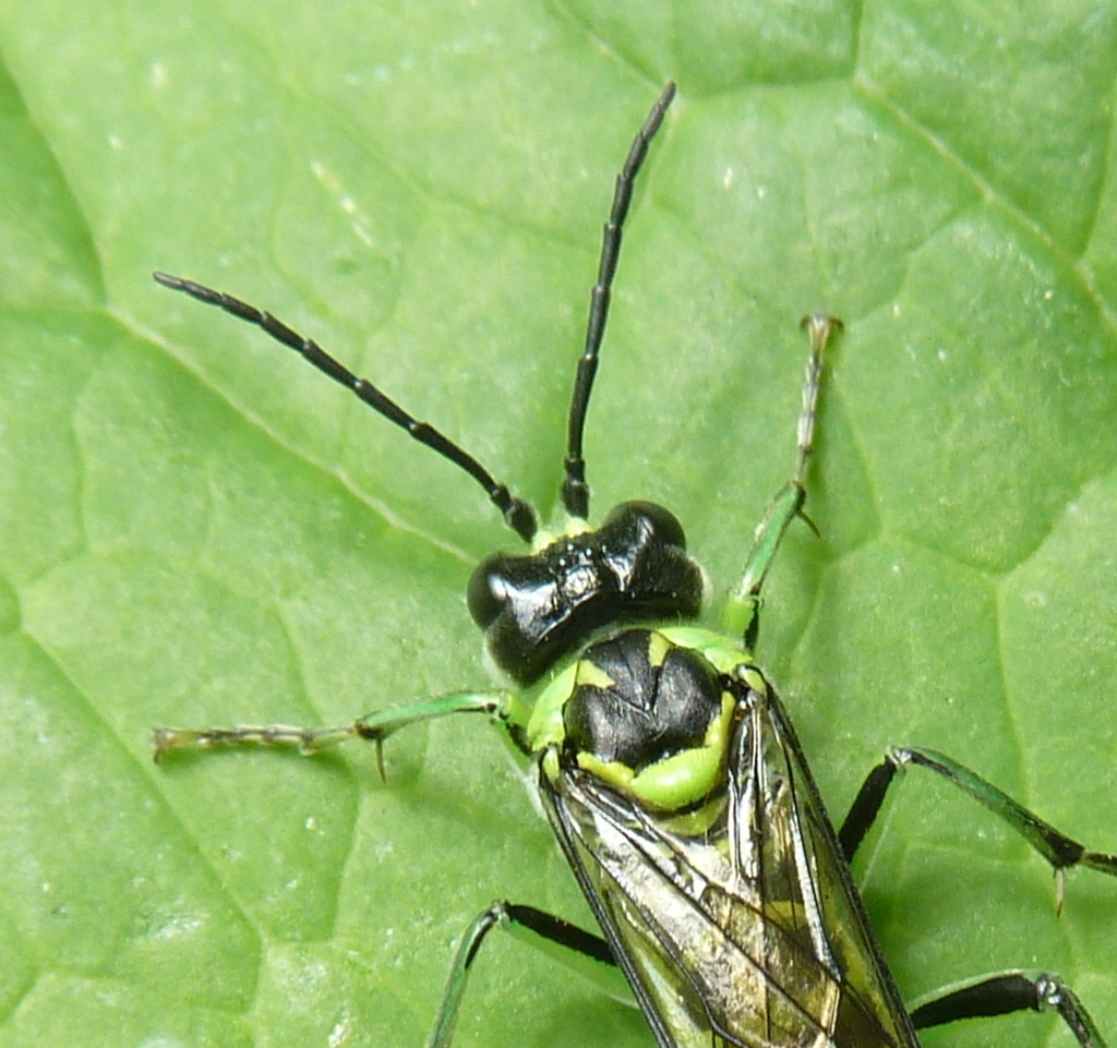 Tenthredo nitidiceps