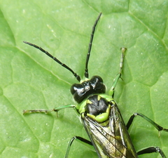 Tenthredo nitidiceps