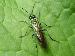 Tenthredo nitidiceps