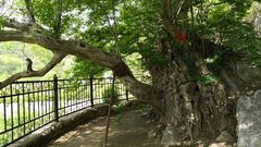 Pteroceltis tatarinowii