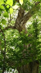 Pteroceltis tatarinowii