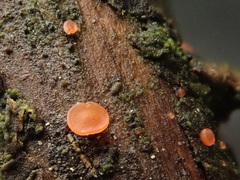 Orbilia xanthostigma