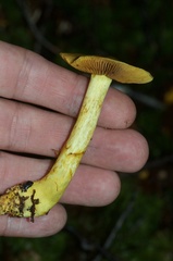Cortinarius canarius