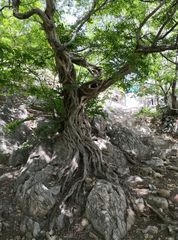 Pteroceltis tatarinowii