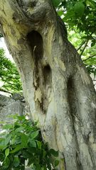 Pteroceltis tatarinowii