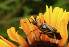 Closterocoris amoenus
