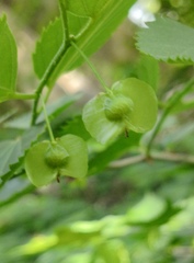 Pteroceltis tatarinowii