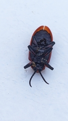 Coraliomela brunnea