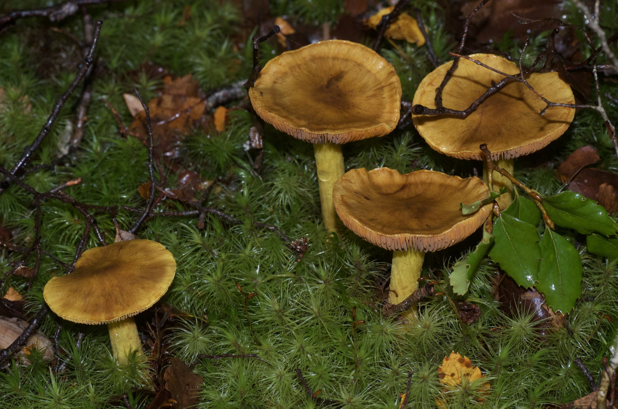 Dermocybe canaria image