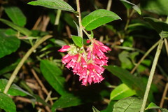 Cestrum elegans