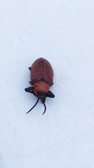 Coraliomela brunnea