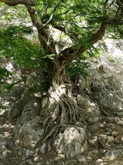 Pteroceltis tatarinowii