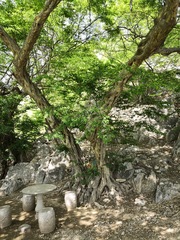 Pteroceltis tatarinowii