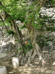 Pteroceltis tatarinowii