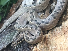 Tropidophis melanurus