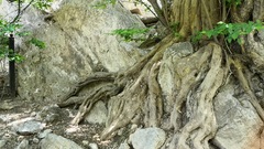 Pteroceltis tatarinowii