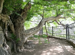 Pteroceltis tatarinowii