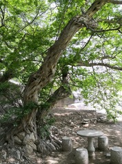 Pteroceltis tatarinowii