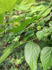 Pteroceltis tatarinowii