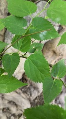 Pteroceltis tatarinowii