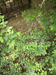 Pteroceltis tatarinowii