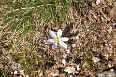 Colchicum hungaricum