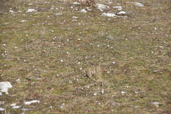 Colchicum hungaricum