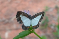 Nymphidium lisimon