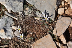 Colchicum hungaricum