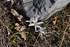 Colchicum hungaricum