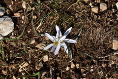 Colchicum hungaricum