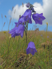 Campanula serrata