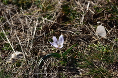 Colchicum hungaricum