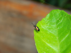 Coleoptera