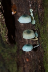 Mycena interrupta
