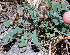 Astragalus cobrensis