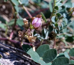 Astragalus cobrensis