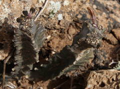 Ceropegia burchardii image