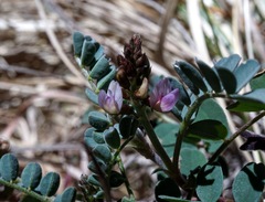 Astragalus cobrensis